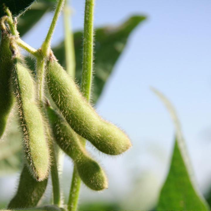 检查案例研究-联合利华-爱荷华州大豆覆盖种植